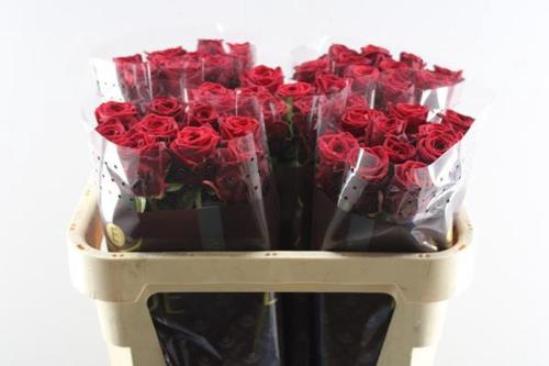 Rosa grootbloemig Red Naomi!