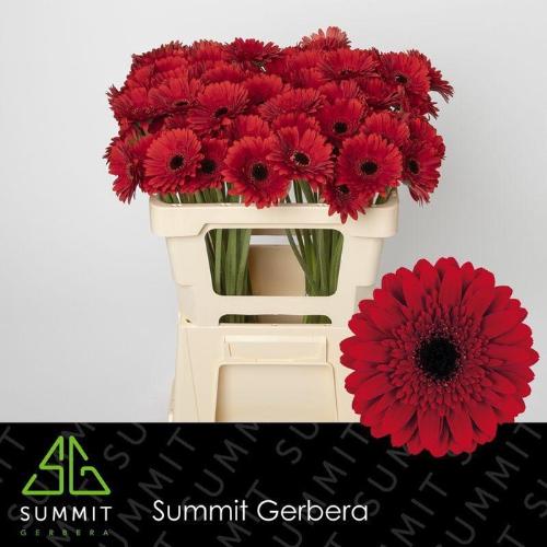 Gerbera mini 'Masserati'