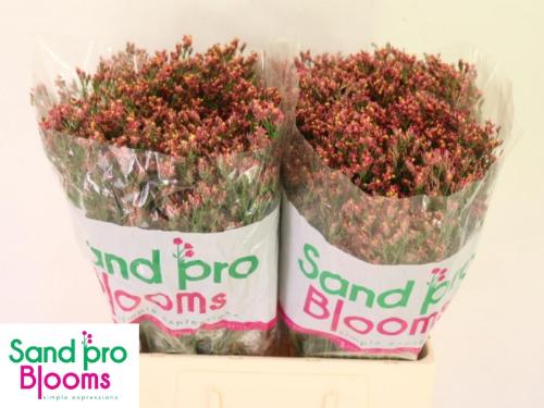 Limonium sinensis Maxima Diamond