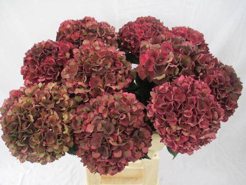 Hydrangea macrophylla Magical Rubyred (classic)
