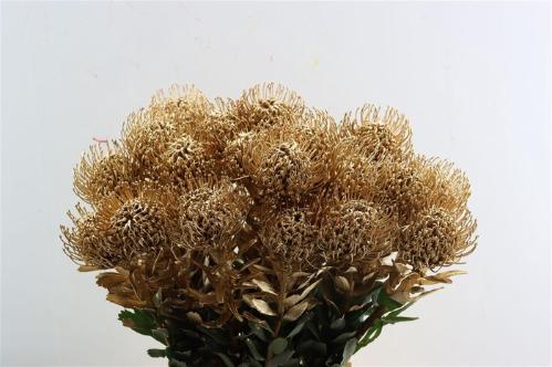Leucospermum 'Naomi' kleurbehandeld H%
