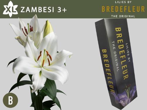 Lilium Oriental x Trumpet Grp 'Zambesi'