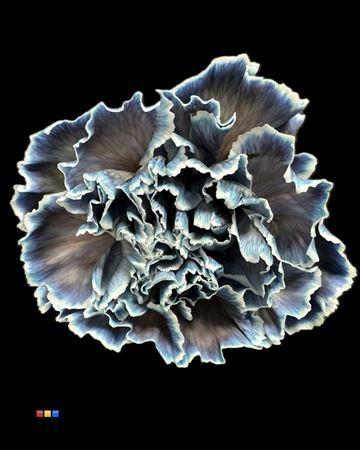 Dianthus standaard kleurbehandeld H%