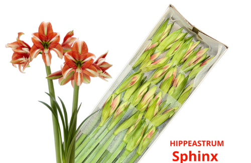 Hippeastrum (Diamond Grp) 'Sphinx'