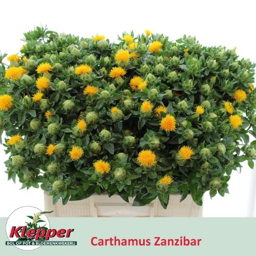 Carthamus tinctorius 'Zanzibar'