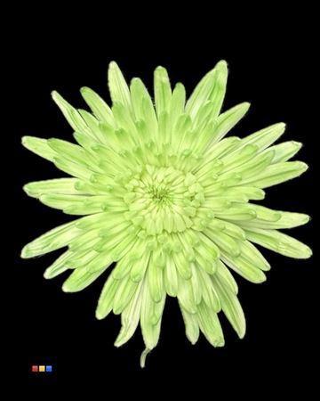 Chrysanthemum (Indicum Grp) geplozen Topspin kleurbehandeld H%