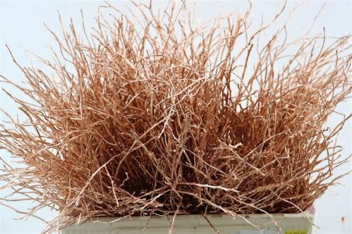 Vaccinium kleurbehandeld H%