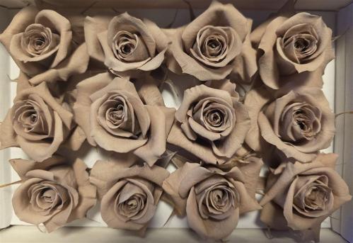 Rosa grootbloemig kleurbehandeld H%