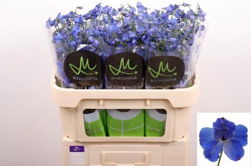 Delphinium enkelbloemig cultorum Bella Andes Azure