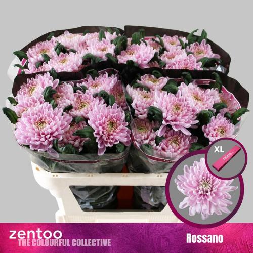 Chrysanthemum Indicum Grp geplozen kas Rossano