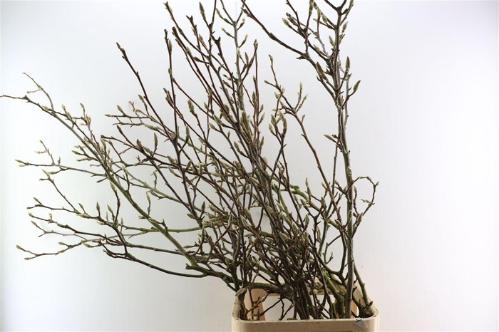 Magnolia grandiflora