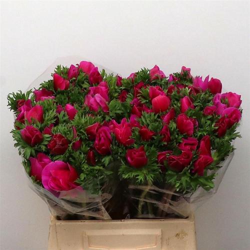 Anemone coronaria 'Mistral Plus Fucsia'