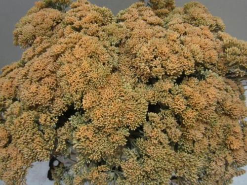 Sedum spectabile kleurbehandeld H%