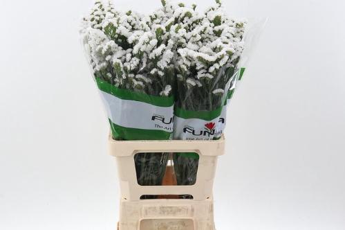 Limonium sinuatum overig