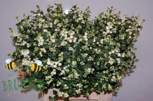 Symphoricarpos Magical Lemon And Lime