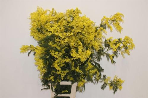 Acacia baileyana bloeiend per bos 'Purpurea'Dealbata Grp