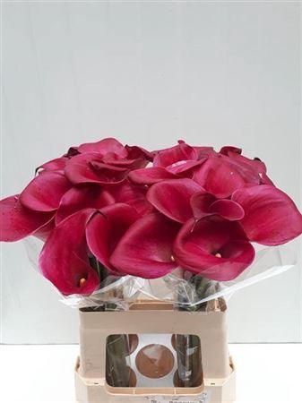 Zantedeschia 'Sumatra'