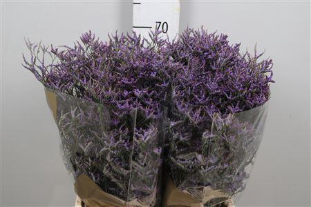 Limonium Safora Dark Blue
