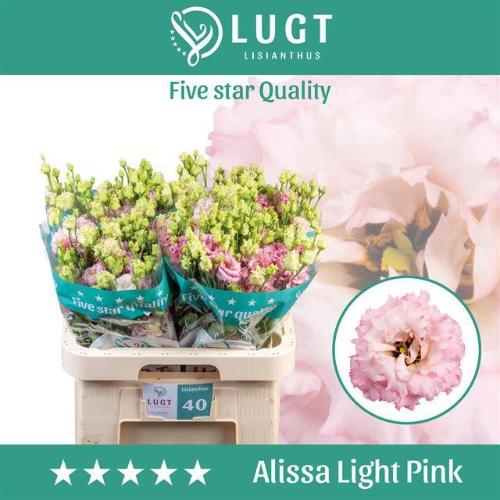 Eustoma russellianum gevuldbloemig 'Alissa Light Pink'