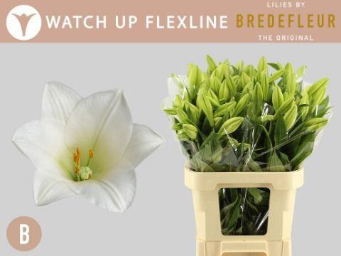 Lilium longiflorum 'Watch Up'