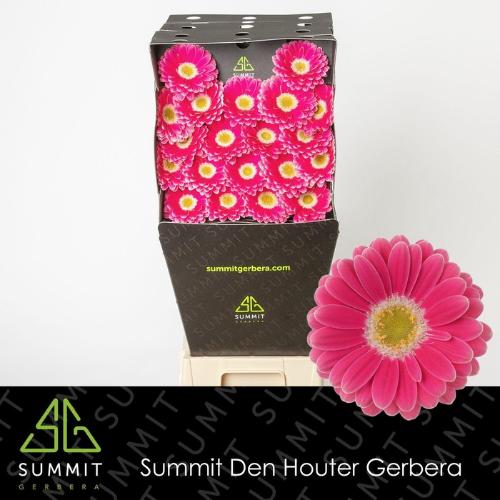 Gerbera mini Twiggy