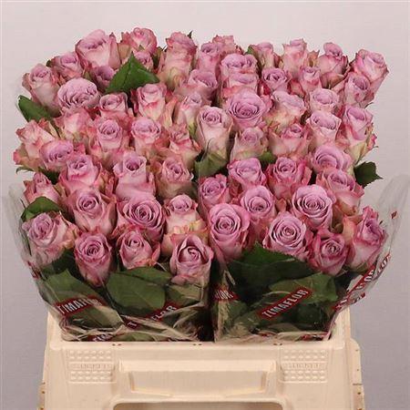 Rosa grootbloemig Memory Lane!