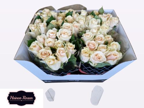 Rosa grootbloemig Talea+