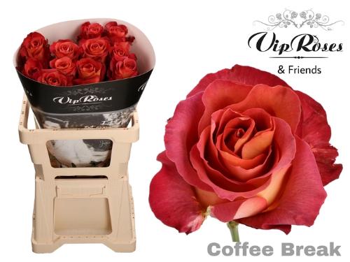 Rosa grootbloemig Coffee Break