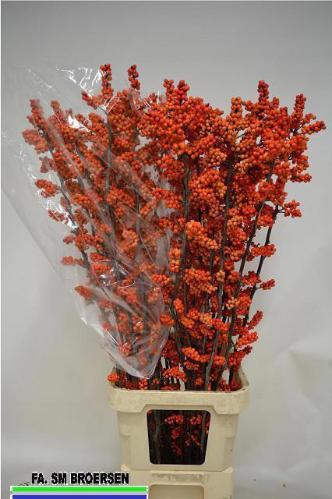 Ilex verticillata 'La Range'