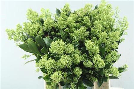 Skimmia japonica 'Yuki' per bos