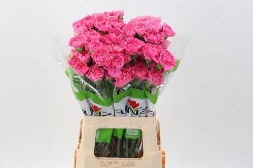 Dianthus standaard Tonic Golem