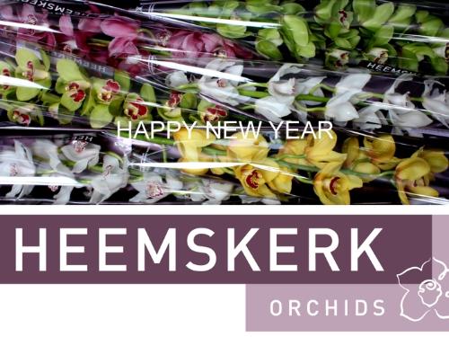 Cymbidium grootbloemig per tak gemengd