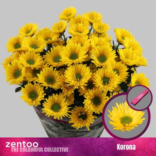 Chrysanthemum Indicum Grp tros kas Korona