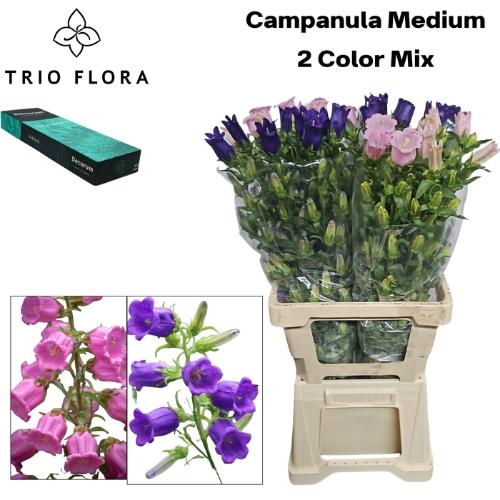 Campanula medium gemengd