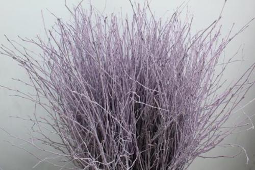 Betula kleurbehandeld H%