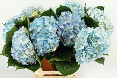 Hydrangea overig