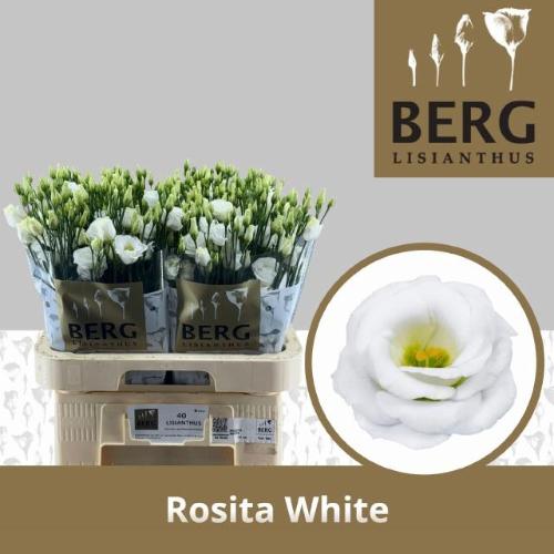 Eustoma russellianum gevuldbloemig 'Rosita White'