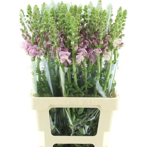 Antirrhinum majus 'Opus Lavender'