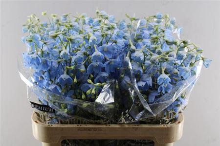 Delphinium Belladonna Grp enkelbloemig 'Ballkleid'
