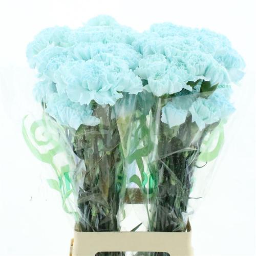 Dianthus standaard kleurbehandeld H%