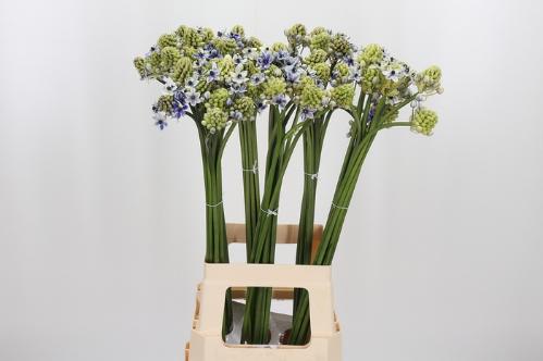 Ornithogalum saundersiae kleurbehandeld H%