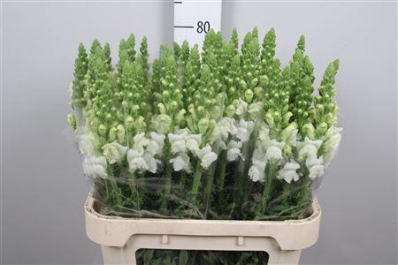 Antirrhinum majus 'Opus White'