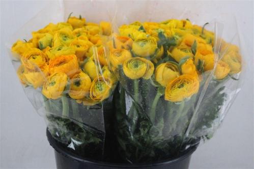 Ranunculus asiaticus 'Elegance Yellow'