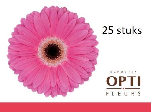 Gerbera grootbloemig 'Dreamer'