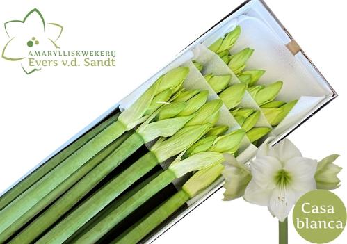 Hippeastrum Galaxy Grp 'Casablanca'