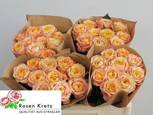 Rosa grootbloemig Peach Funky+