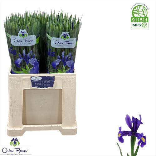 Iris (Hollandse Iris Grp) 'Blue Magic'