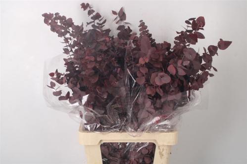 Eucalyptus polyanthemos (fruit) kleurbehandeld per bos H%