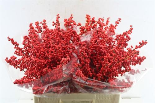 Ilex verticillata