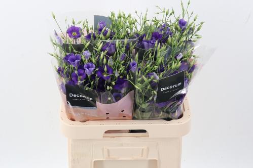 Eustoma russellianum enkelbloemig russellianum 'Botanic Blue'
